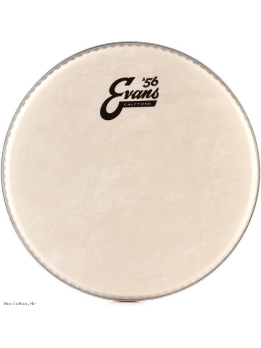 EVANS TT16C7 Calftone 16" opna za tom